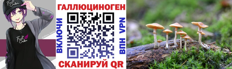 Галлюциногенные грибы Cubensis  где найти наркотики  Новоалександровск 
